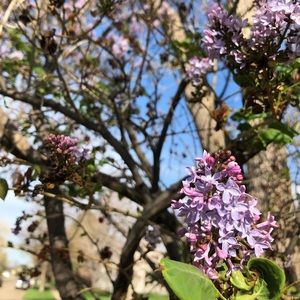 Meet your Posher, Nico